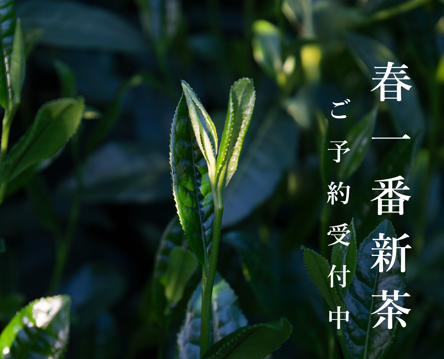 春一番新茶